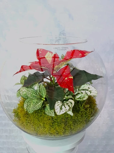 Karacsonyi_Florarium_CN7_gömb_uvegkehely_mikulasviraggal_elevenzold_novenydisz Karacsonyi_Florarium_CN7_gömb_uvegkehely_mikulasviraggal_elevenzold_novenydisz
