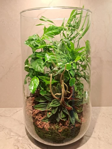 Alap_Florarium_GP1_csepp_uvegkehely_elevenzold_novenydisz Alap_Florarium_GP1_csepp_uvegkehely_elevenzold_novenydisz