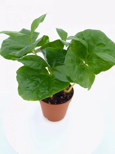 Kávé (kicsi)- Coffea Kávé (kicsi)- Coffea