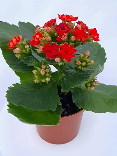 Korallvirág - Calanchoe
