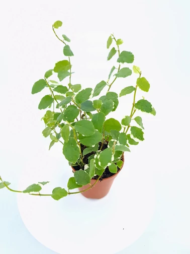 Kúszó fikusz - Ficus pumila 'Sunny'