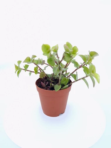 Kúszó törpepletyka  - Callisia repens 