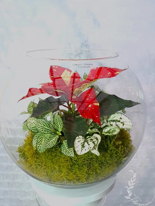 Karacsonyi_Florarium_CN7_gömb_uvegkehely_mikulasviraggal_elevenzold_novenydisz