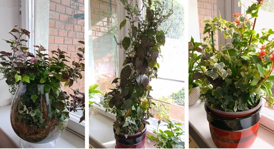 Egy ajándék florárium különleges utóélete