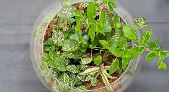 Ilyen volt, ilyen lett - egy florárium megújulása