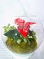 Kép 3/5 - Karacsonyi_Florarium_CN7_gömb_uvegkehely_mikulasviraggal_elevenzold_novenydisz