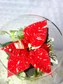Kép 2/5 - Karacsonyi_Florarium_CN7_gömb_uvegkehely_mikulasviraggal_elevenzold_novenydisz
