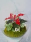 Kép 1/5 - Karacsonyi_Florarium_CN7_gömb_uvegkehely_mikulasviraggal_elevenzold_novenydisz