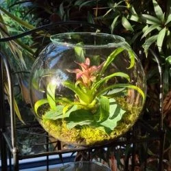 Cheery Greens Florarium