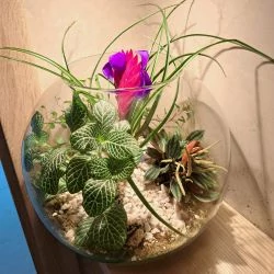 Cheery Greens Florarium