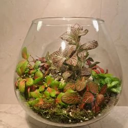 Cheery Greens Florarium