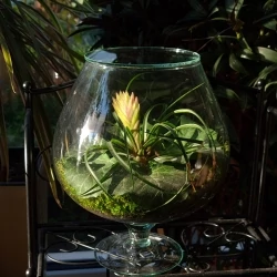 Cheery Greens Florarium