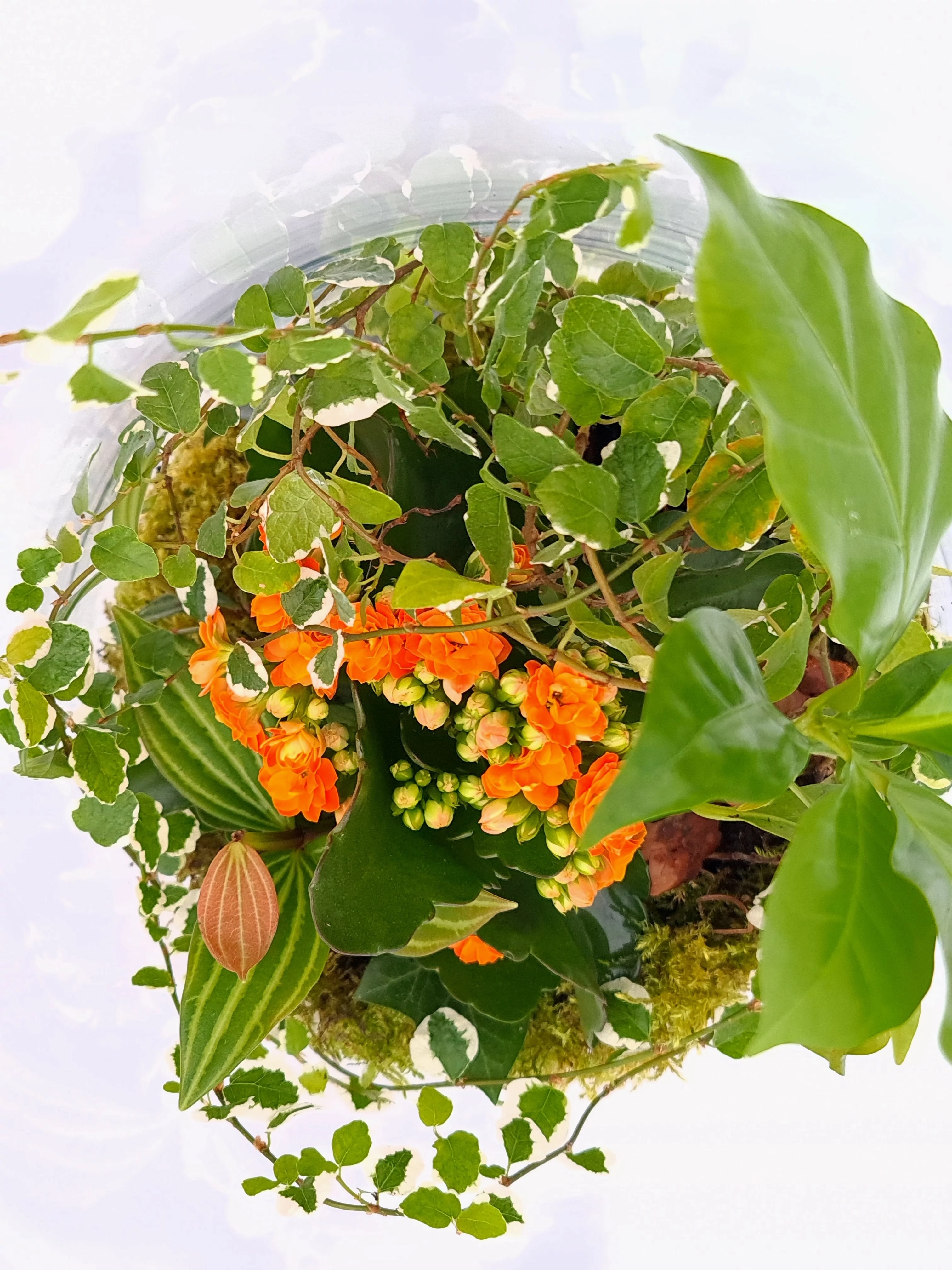 Virágos, kész floráriumok viragos-florariumok-elevenzold-novenydisz-szinfoltos-mini-kertekek